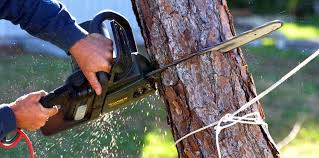 Professional Tree Care in Biddeford, ME