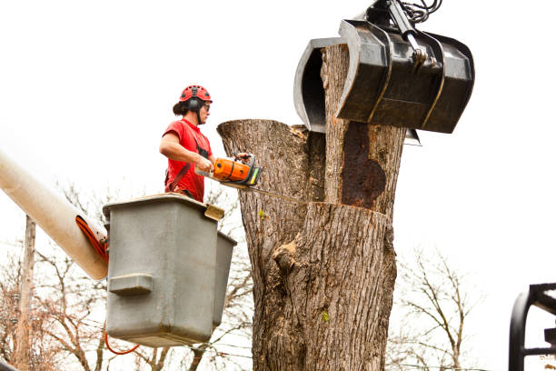 How Our Tree Care Process Works  in  Biddeford, ME